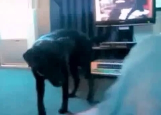 Sweet doggy and amazing amateur zoophile