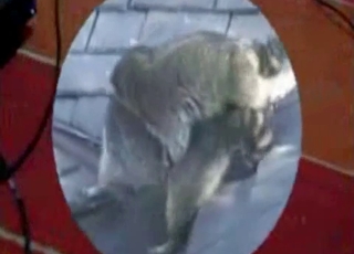 Sexy wild animals having amazing sex