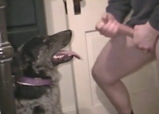 Jerking my loaded dick on doggy's face