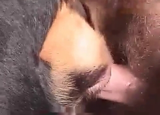 Sweet doggy anus fucked so hard