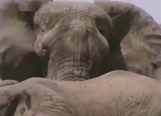 Animal nicely fucked in amateur bestiality