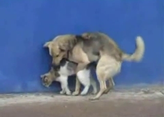 Doggy is trying hard to fuck a cat