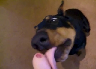 Cute doberman knows how to please my dick