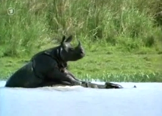 Awesome wild animals having great sex