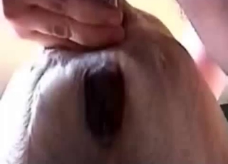 Gorgeous small doggy impaled in doggy pose