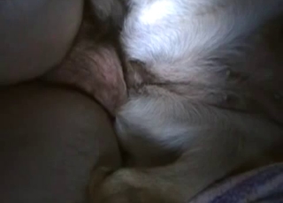 Good doggy impaled by filthy hard dick