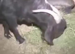 Good farm animal in amazing bestiality XXX