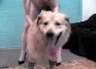 Cute pussy nicely fucked by the beast