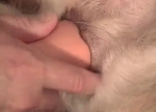 Sexy white doggy is getting anally fucked