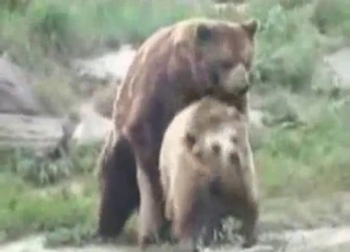 Sexy bears are banging in doggy pose