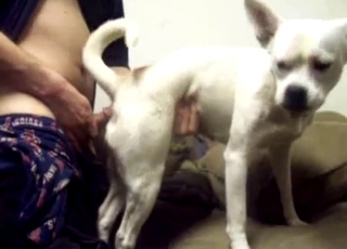 White dog sucking my loaded hard dick