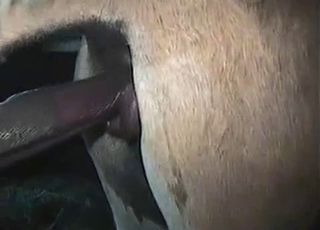 Two nice mares are trying hard to fuck