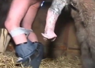 Bitchy chick is trying dirty stallion sex