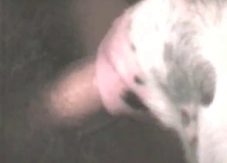 Hot animal nicely fucked from behind