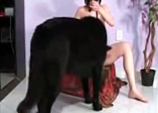 Nasty black dog and brunette zoophile