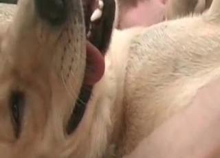 Fucking white doggy in the missionary pose