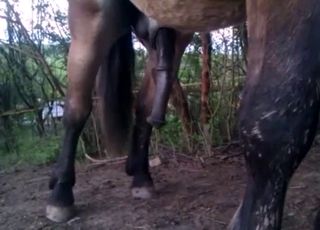 Sexy stallion dick is becoming horny