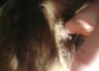 Doggy licking his dick with pleasure