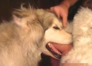Doggy eating his dick in bestiality XXX movie