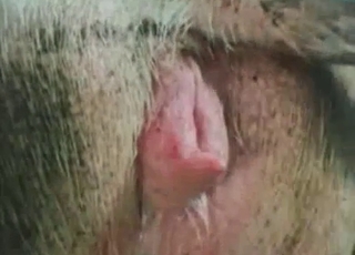 Pigs are fucking nice in doggy style