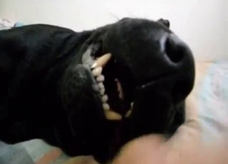 Extremely hot sex with a horny dog