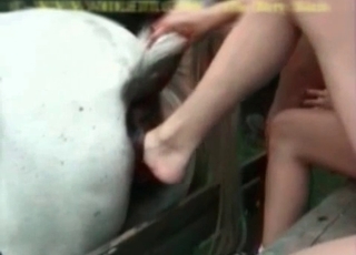 Hot chick shoves her leg in stallion ass