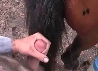Anal fun for a horse