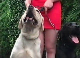 Three horny dogs in awesome JAV bestiality