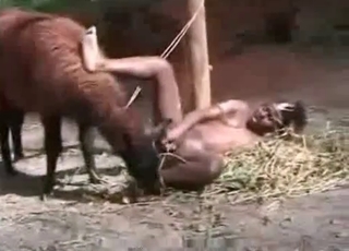 Farm bestiality action with a dirty zoophile