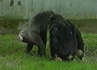 Wild monkeys have mad sex on the grass at the zoo