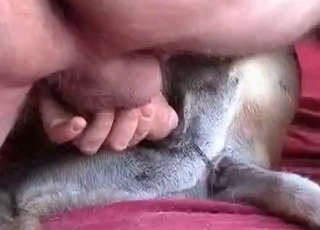Trained doggy is getting owned by an owner