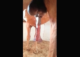 Perfect horse has extremely massive dick
