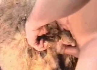 Sheep fucked hard by perverted as fuck zoofil